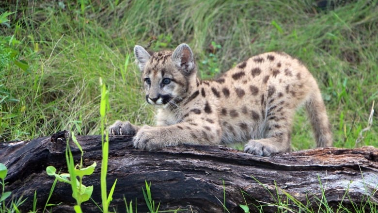 A cougar kitten stands on a log in an undated file photo. It is small, about the size of a housecat, and has leopard-like spots. 