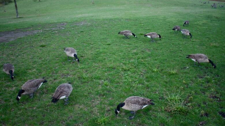 Eleven Canadian geese are seen with bowed heads spread out across a park field munching grass.