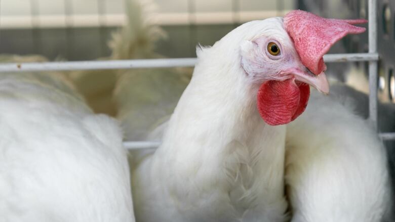 A chicken's head is pictured sticking out of a cage. 