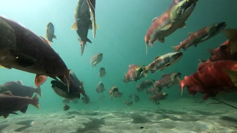 A school of red-tinged salmon on the move in green waters.