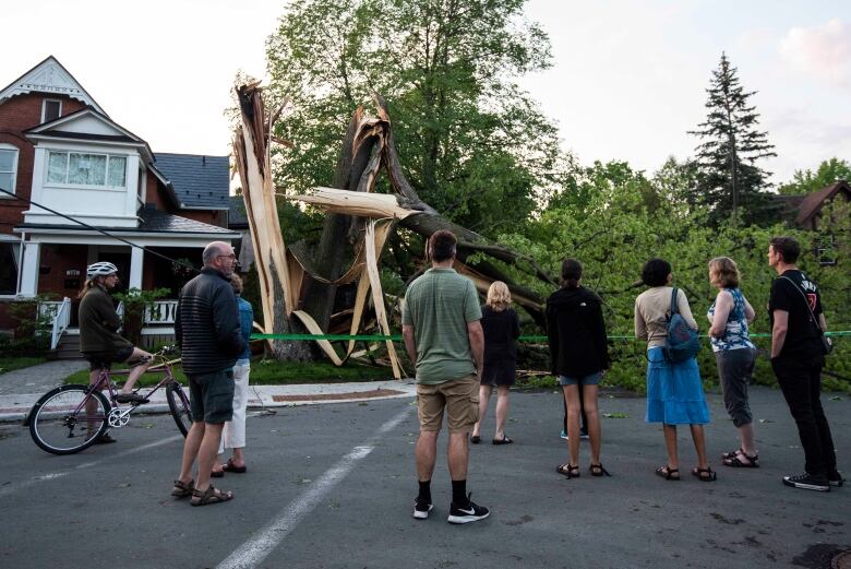 People gather on the street in front of a massive snapped maple tree.