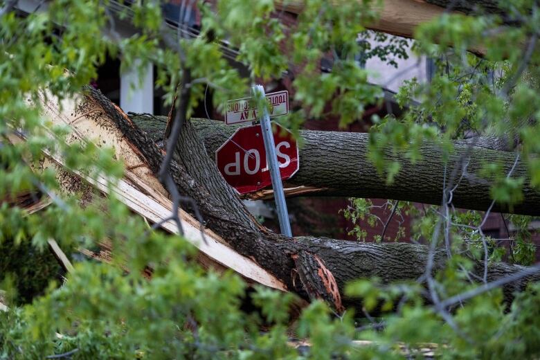 A crumpled stop sign nestled in the wreckage of a downed tree.