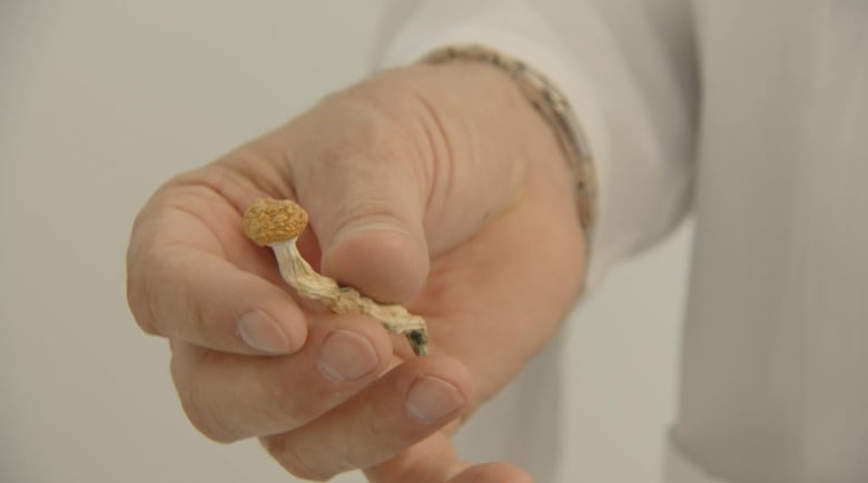 A hand holds a shrivelled mushroom.