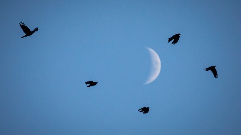 Crows circle in a blue sky.