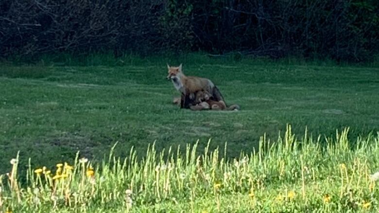 A fox mother and kits playing in grass 