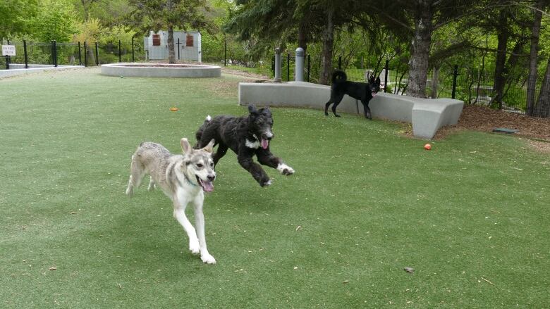 dogs running at a park