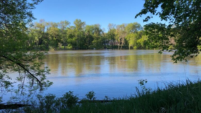 A view of a river through trees.