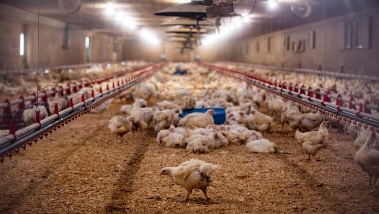 Chickens are pictured at a large poultry farm, in very close proximity to each other. One chicken stands apart from the flock in the foreground.