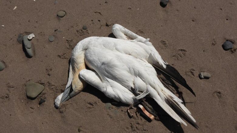 Northern gannet carcass on a beach. 