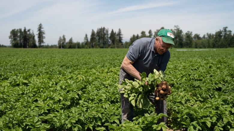 Ron Heppell pulls potatoes out of the ground on Campbell Heights farmland in Surrey, B.C. on Tuesday, June 7, 2022.