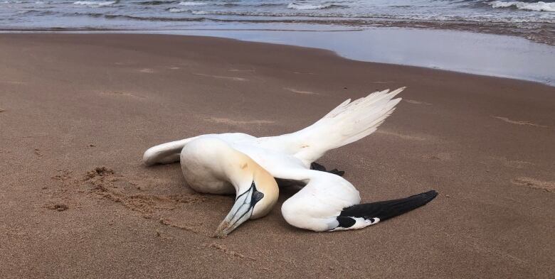 A gannet lies dead on Basin Head beach on P.E.I.'s North Shore.