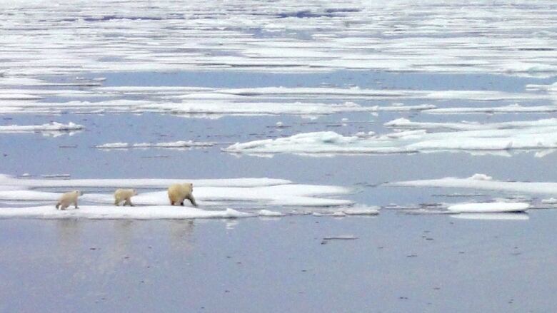 A polar bear walks with her two cubs over the ice near the Boothia Peninsula, where hunters say the polar bear population is thriving.       