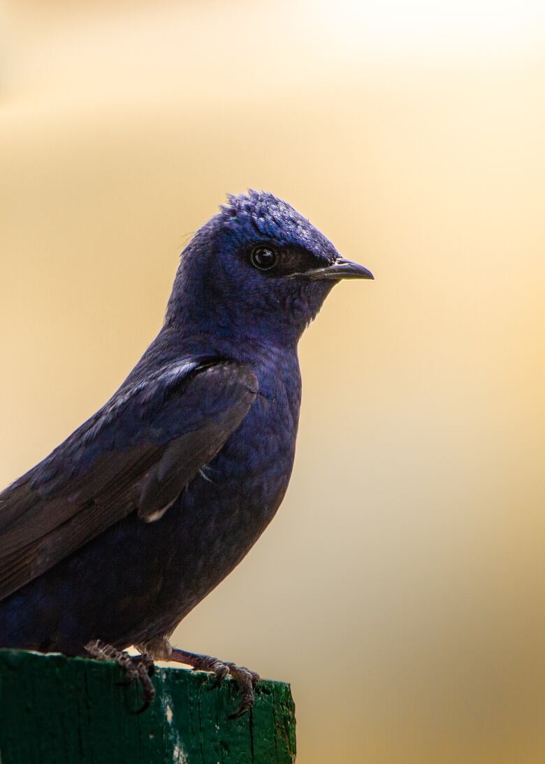 A purple bird.