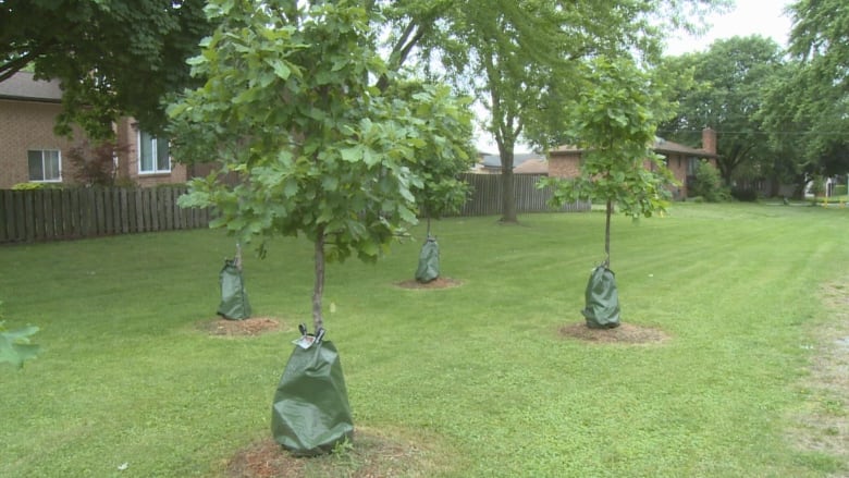 Newly planted trees are pictured on a city-owned space in Ward 10. 