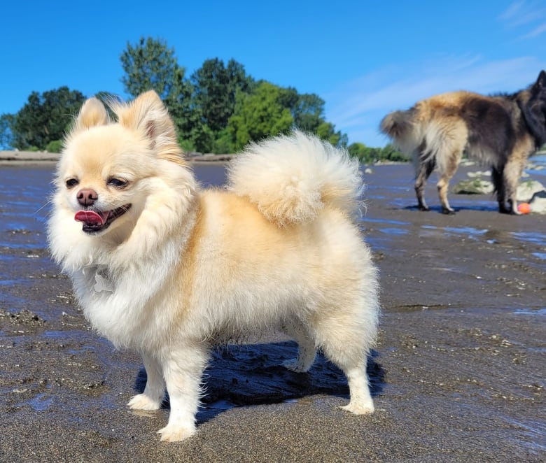 A small beige dog stands on a beach.