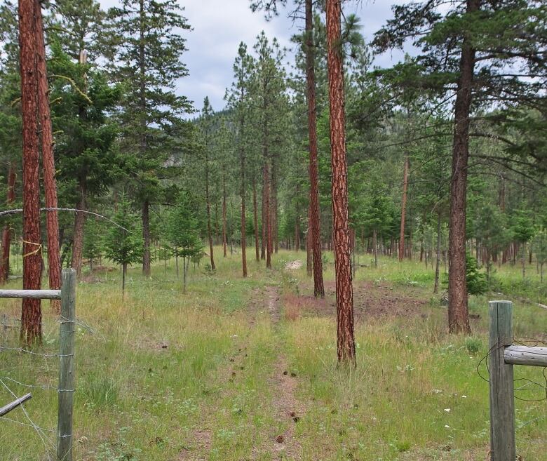 A pathway through a forest.