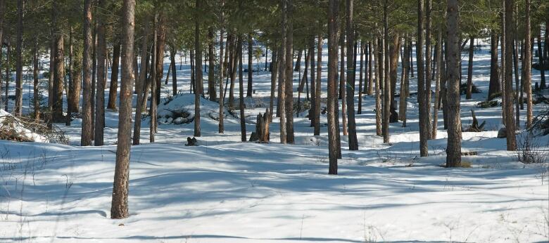 A forest in winter.