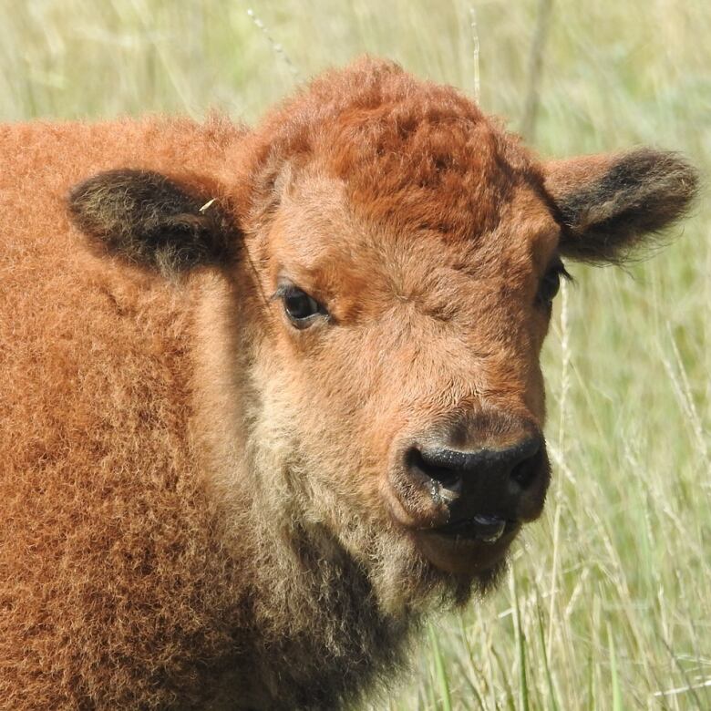 A bison calf in a field.