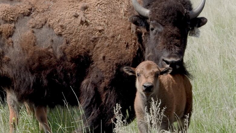 A bison calf and its mother stand in a field.