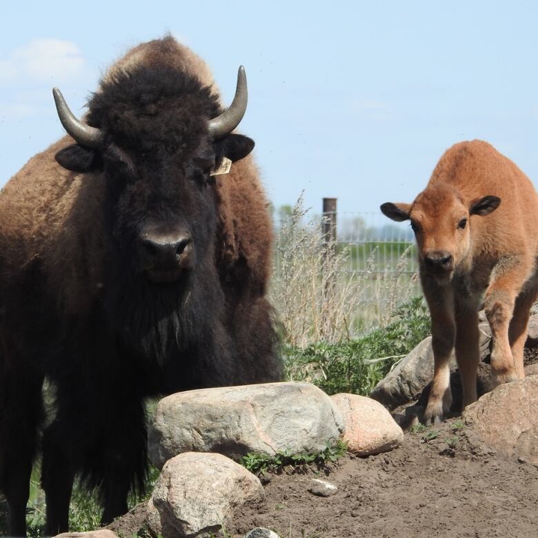 A bison calf and an adult in a field. 