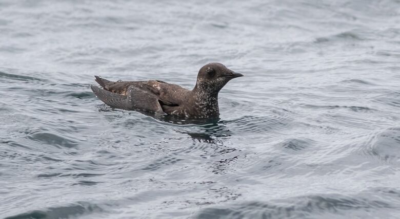 A brown marbled murrelet swims along the surface of the ocean.