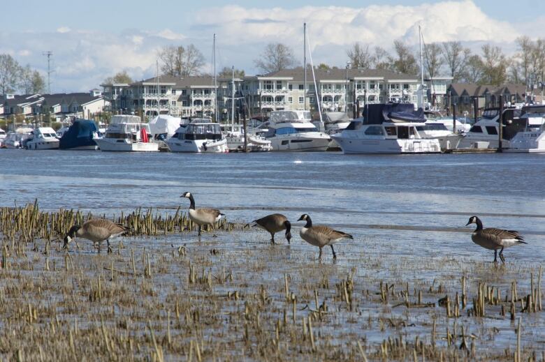 A couple of Canadian geese munch on estuary grass beside the Fraser River.