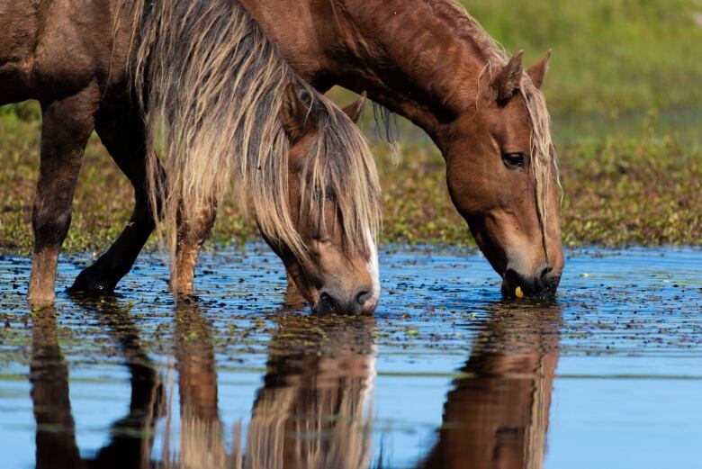 Two wild horses are seen drinking from a pond on Sable Island.