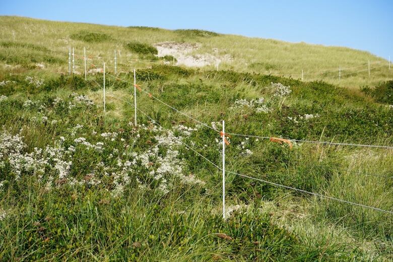 A short electric fence is seen in a grassy field below a blue sky.