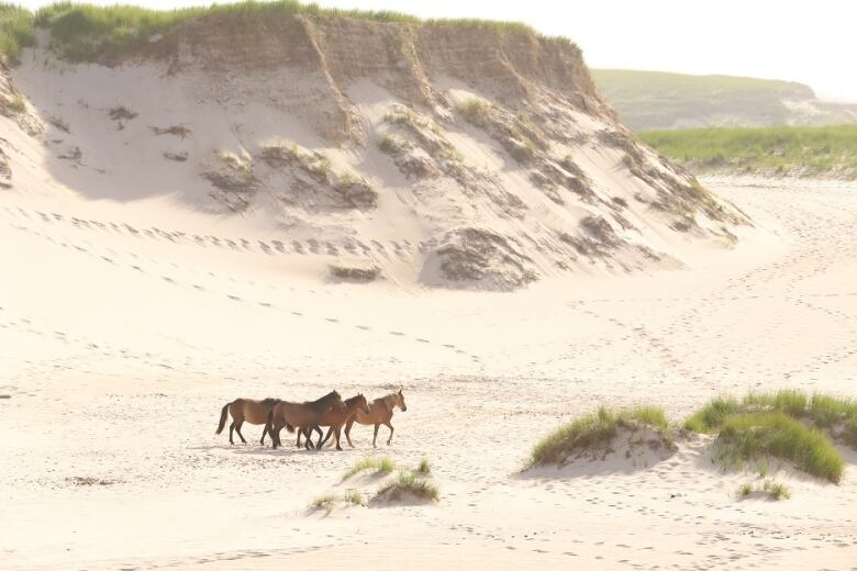 Wild horses are seen in a sand dune on Sable Island. 