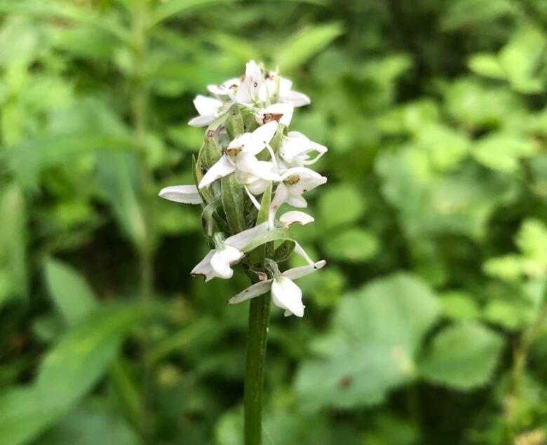 Several small white blooms on a single stem against a green leafy background