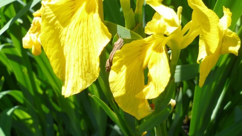 Yellow flag iris