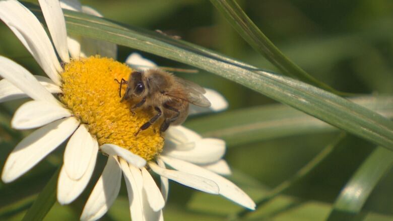 A bee sits on the centre of a daisy with its proboscis buried in a floret.