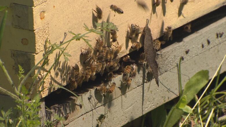 Dozens of bees crawl in and out of an opening at the bottom of a beehive.