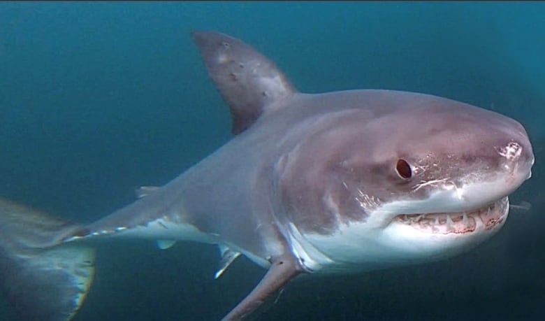 One of the first underwater pictures taken by a diver of a great white shark in Canadian waters.