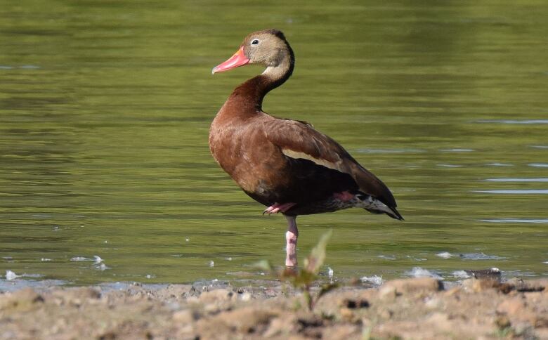 Brown duck with bright orange bill stands on one leg in water.