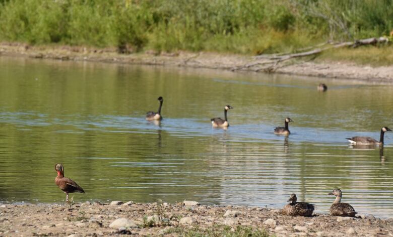 Pond scene with ducks on ground and Canada geese in water.