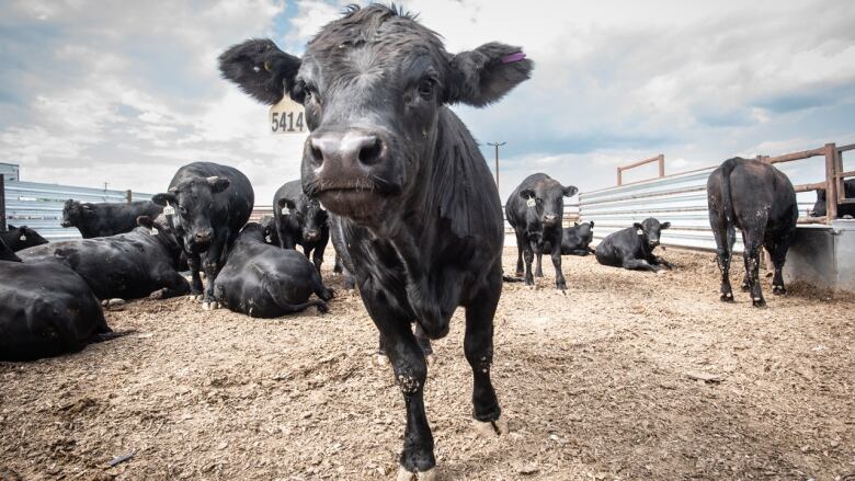 A cow is pictured at an Alberta farm.