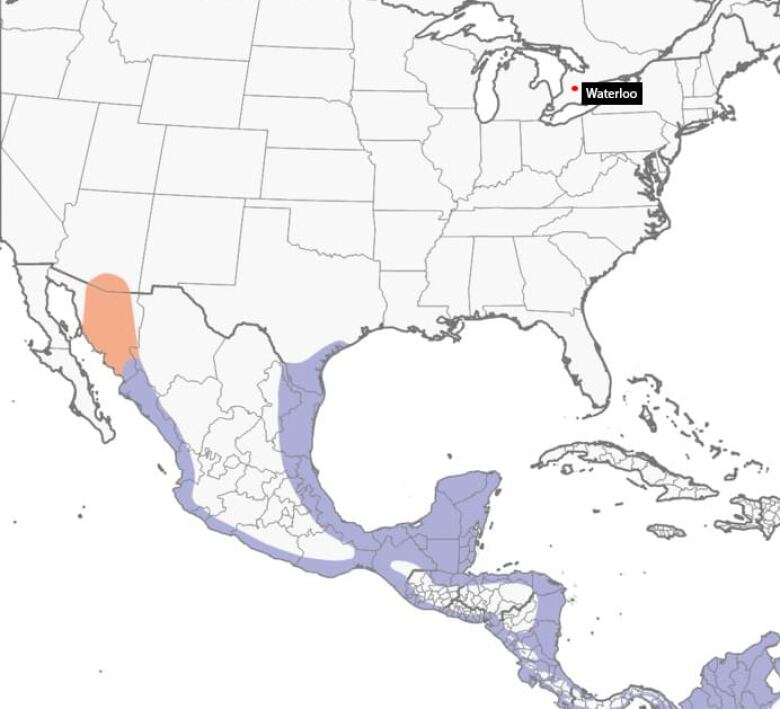 Map of North America shows purple areas in Mexico and Texas where the duck usually lives and orange in Mexico where they breed.