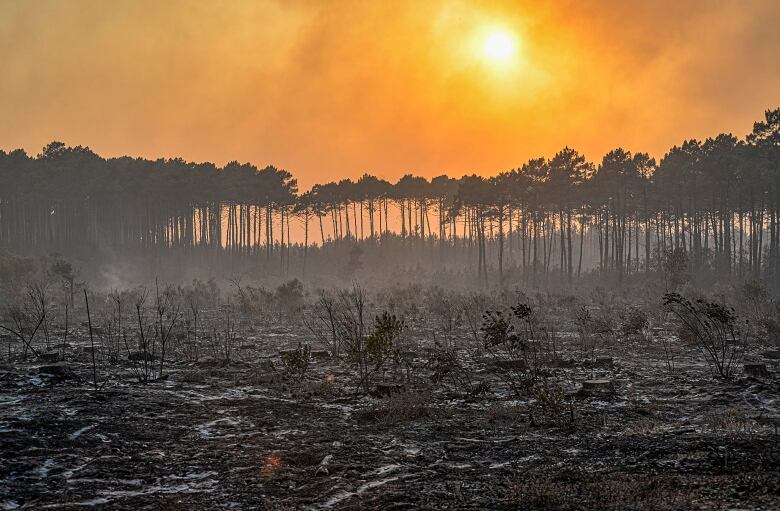 The sun is shown above a fire-damaged forest.