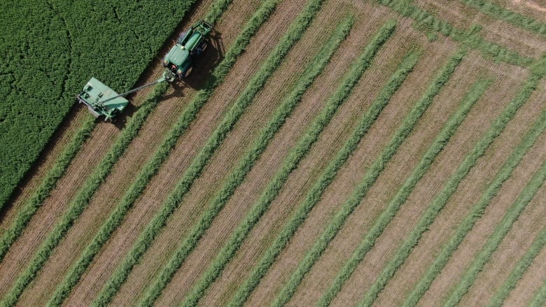 A photo from above of a tractor in a field, harvesting plants into rows.