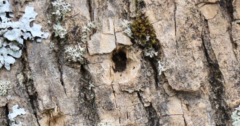 A hole in one of the ash trees at DeWolf Park made by an Emerald Ash Borer. 