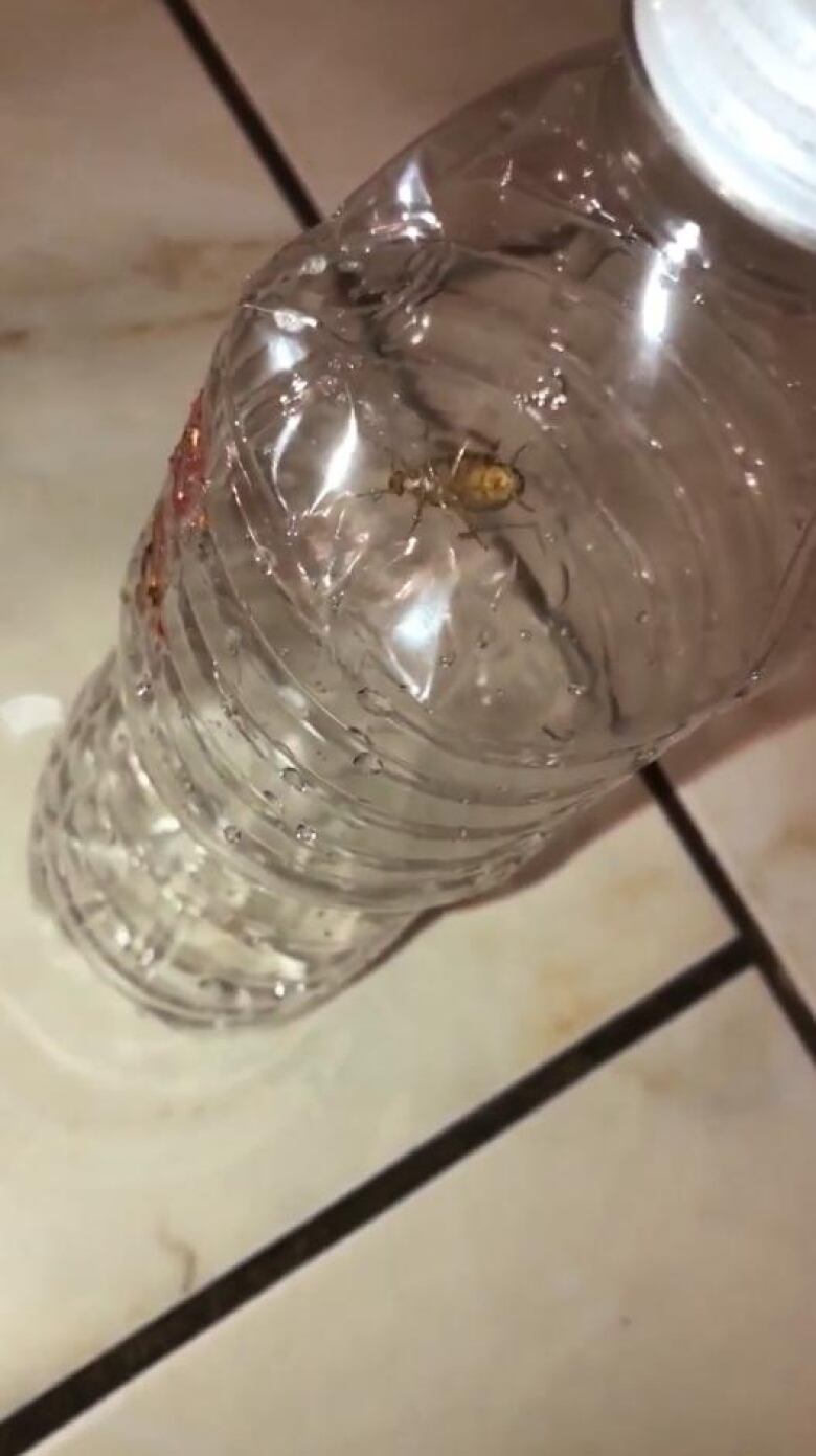 A cockroach trapped inside an empty plastic water bottle.