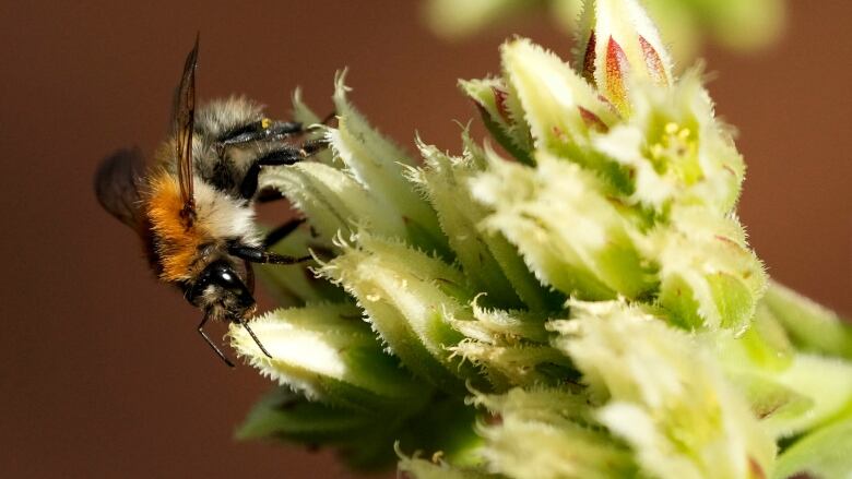 A fuzzy white, black and orange bee sits atop a flower.