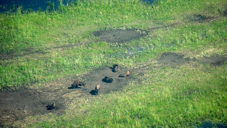 aerial shot of bison