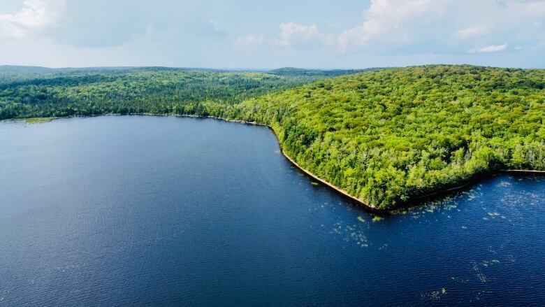 A forested area next to a lake.