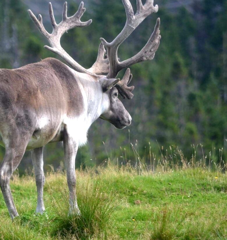 A caribou stands in a grassy section of wilderness.