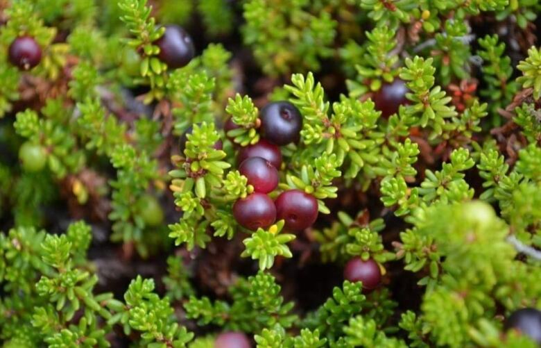 Clusters of dark red berries nestled among green branches.