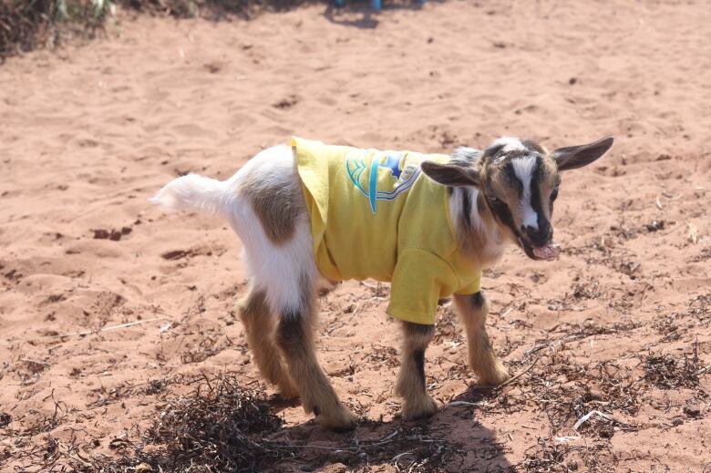 A small goat in the sand wearing a T-shirt.