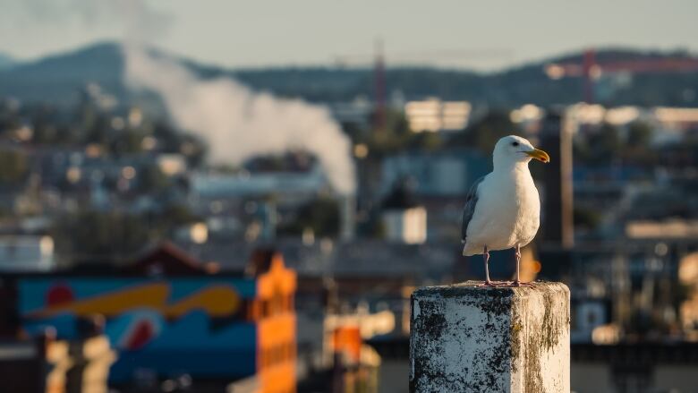 A white gull perches on top of a pole.