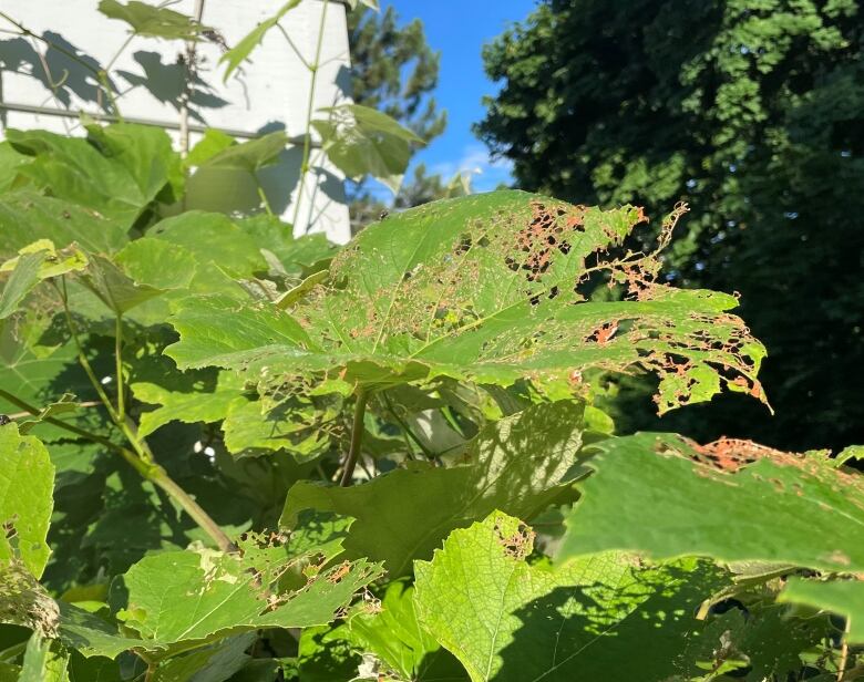 Damage caused to grapevine by japanese beetle